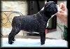  - chiots disponibles